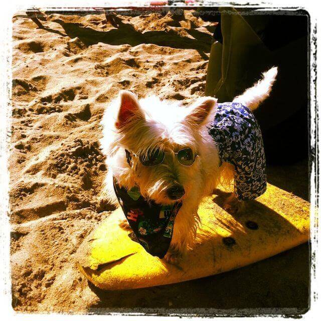 Free Surfing Dogs Photos