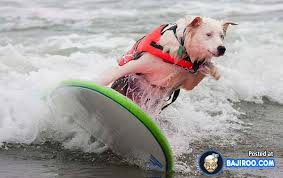 Free Surfing Dogs Photos