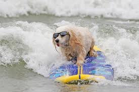 Free Surfing Dogs Photos