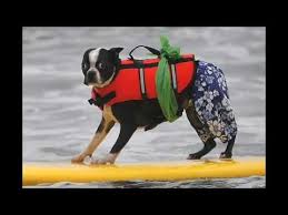 Free Surfing Dogs Photos