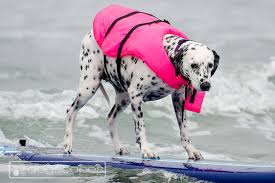 DOG PUPPY SURF SWIM WATER