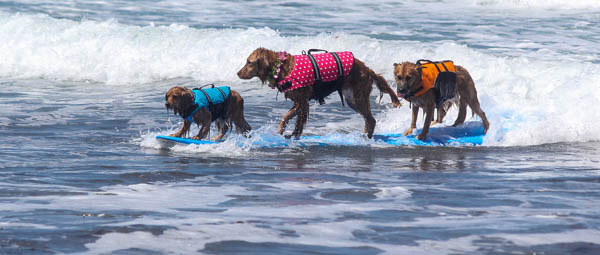 Surfing Dog Videos Tandem