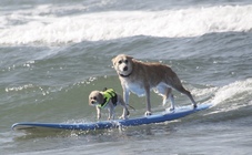 Surfing Dog Records