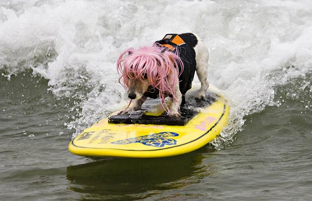 Free Surfing Dogs Photos