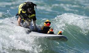 dog surf