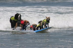 Surfing Dog Records