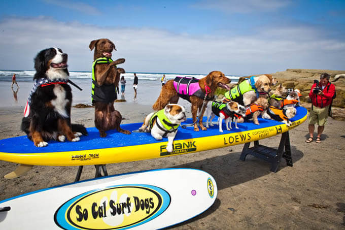 surfing dogs