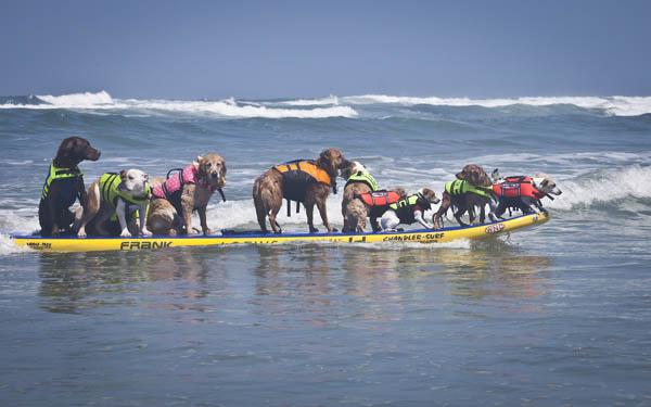 Surfing Dog Videos