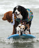 Surfing Dog Records