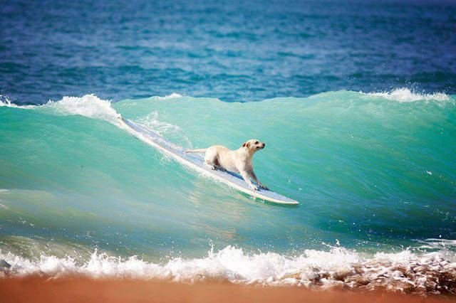 Surfing dog competitions