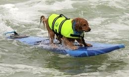 Surfing Dog Competition, Contest, Names