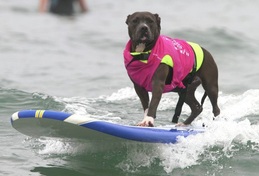 Surfing Dog Competition, Contest, Names