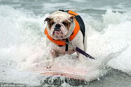 Surfing Dog Competition, Contest, Names