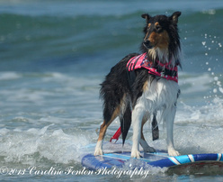 Surfing Dog Competition, Contest, Names