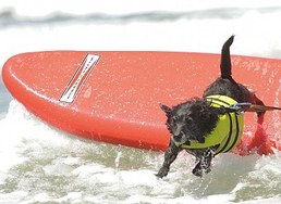 Surfing Dog Competition, Contest, Names