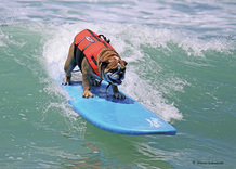 Surfing Dog Competition, Contest, Names