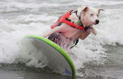 Surfing Dog Competition, Contest, Names