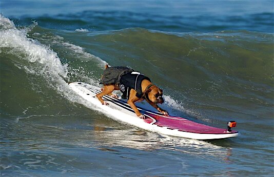 Surfing Dog Competition, Contest, Names