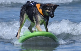 Surfing Dog Competition, Contest, Names