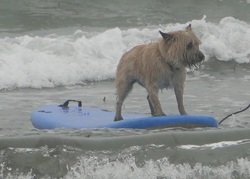 Surfing Dog Competition, Contest, Names