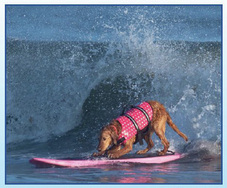 Surfing Dog Competition, Contest, Names