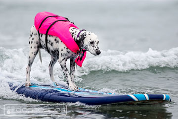 Surfing Dog Competition, Contest, Names