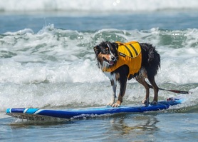 Surfing Dog Competition, Contest, Names