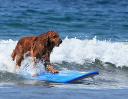 Surfing Dog Competition, Contest, Names