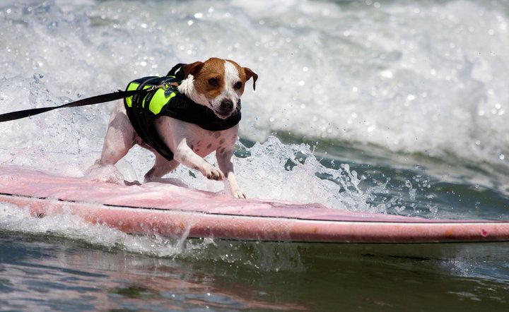 Surfing Dog Competition, Contest, Names