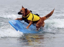 Surfing Dog Competition, Contest, Names