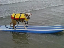 Surfing Dog Competition, Contest, Names