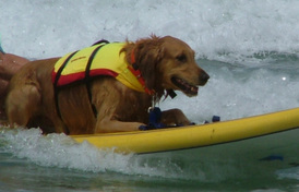 Surfing Dog Competition, Contest, Names