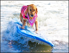 Surfing Dog Competition, Contest, Names