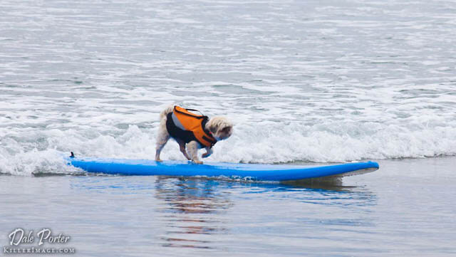 Surfing Dog Competition, Contest, Names