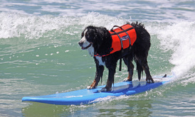 Surfing Dog Competition, Contest, Names