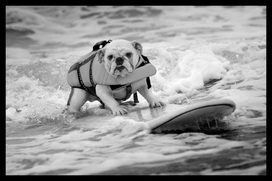 Surfing Dog Competition, Contest, Names