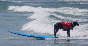 Surfing Dog Competition, Contest, Names