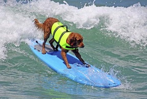 Surfing Dog Competition, Contest, Names