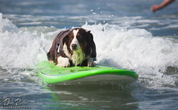 Surfing Dog Competition, Contest, Names