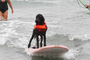 Surfing Dog Competition, Contest, Names