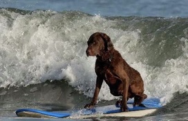 Surfing Dog Competition, Contest, Names