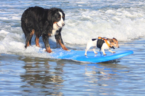 Surfing Dog Records