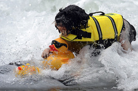 Surfing Dog Competition, Contest, Names