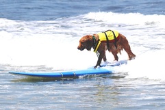 Surfing Dog Competition, Contest, Names