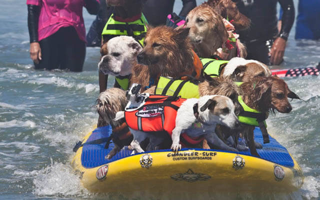 Tandem Surfing Dog Videos