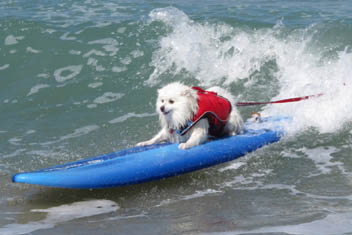 Surfing Dog Competition, Contest, Names