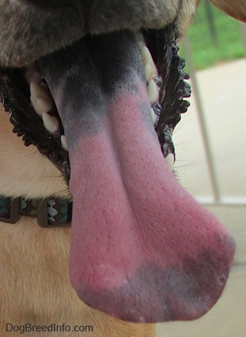 DOG TONGUE