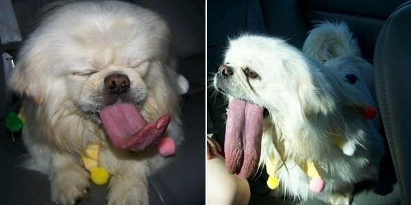 LONGEST DOG TONGUE