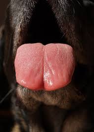 DOG TONGUE