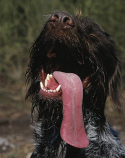 DOG TONGUE